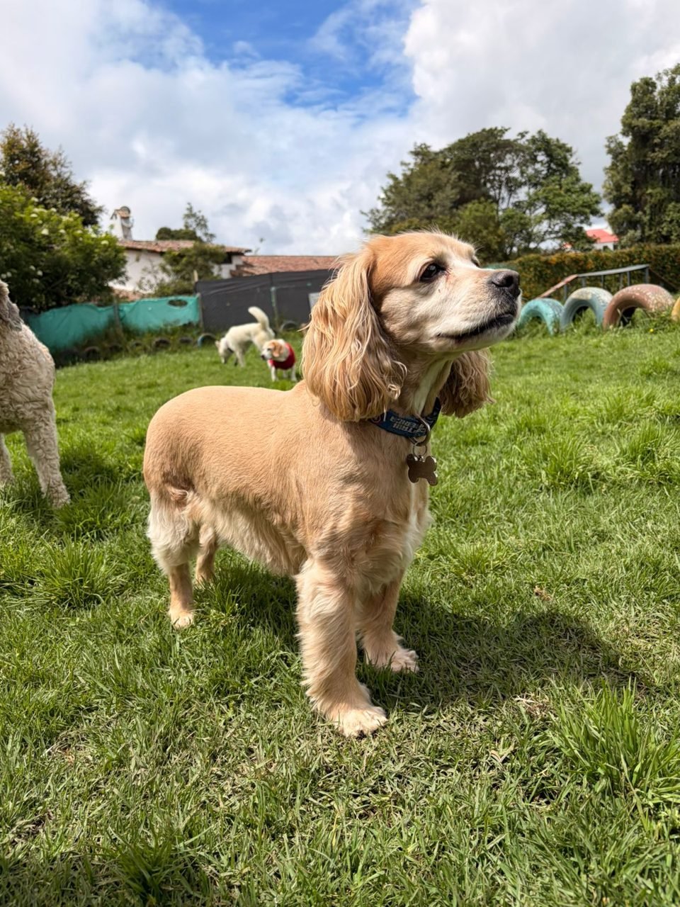 Cocker spaniel feliz al llegar a su destino
