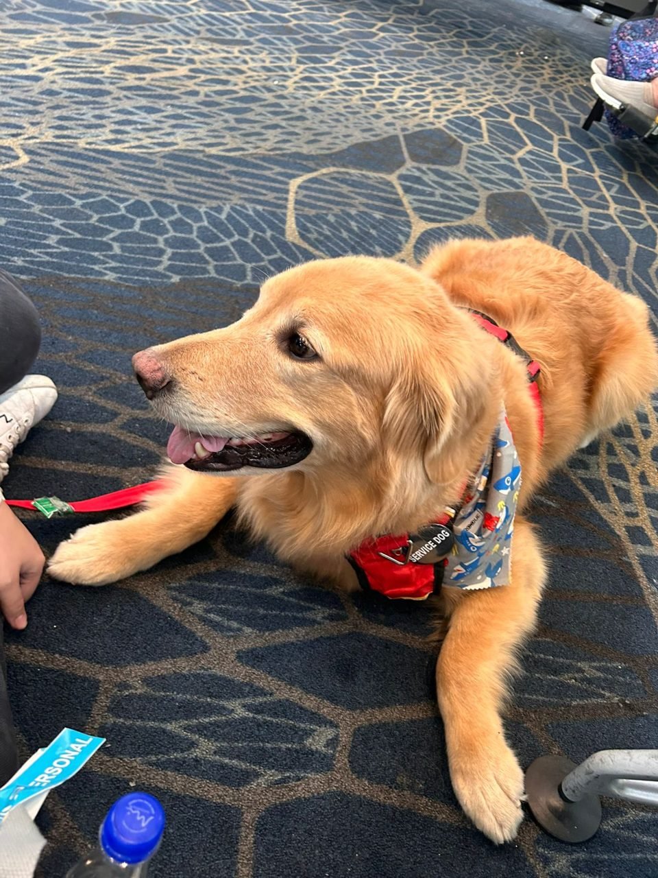 Golden retriever feliz en la sala de espera del aeropuerto