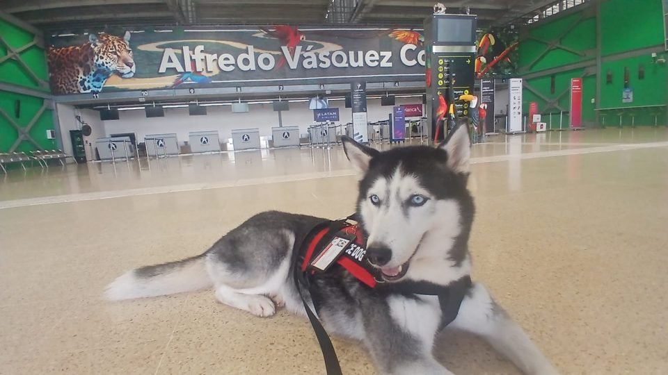 Husky con arnés rojo esperando en el aeropuerto antes de salir de Colombia