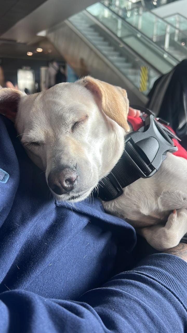 Labrador durmiendo tranquilo en la cabina del avión