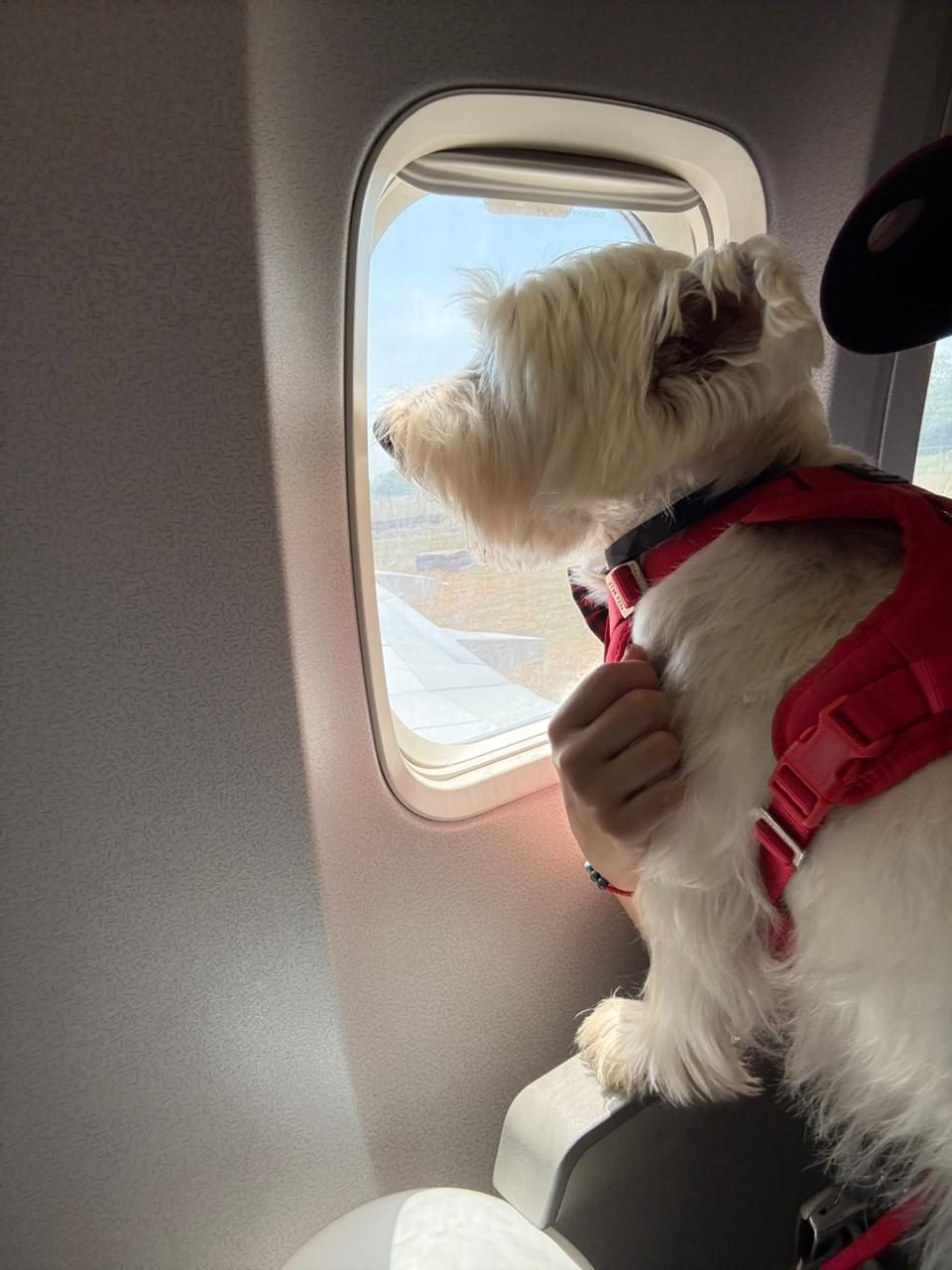 Mascota mirando las nubes desde la ventanilla