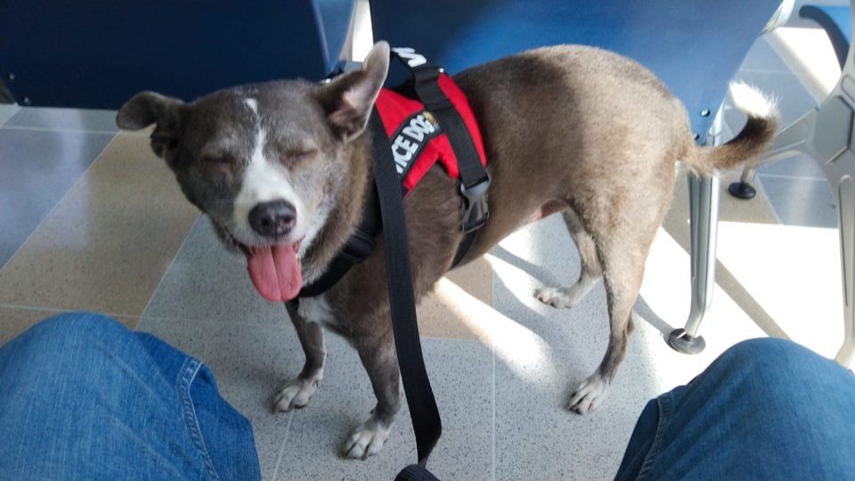Mascota lista para volar desde Ocaña