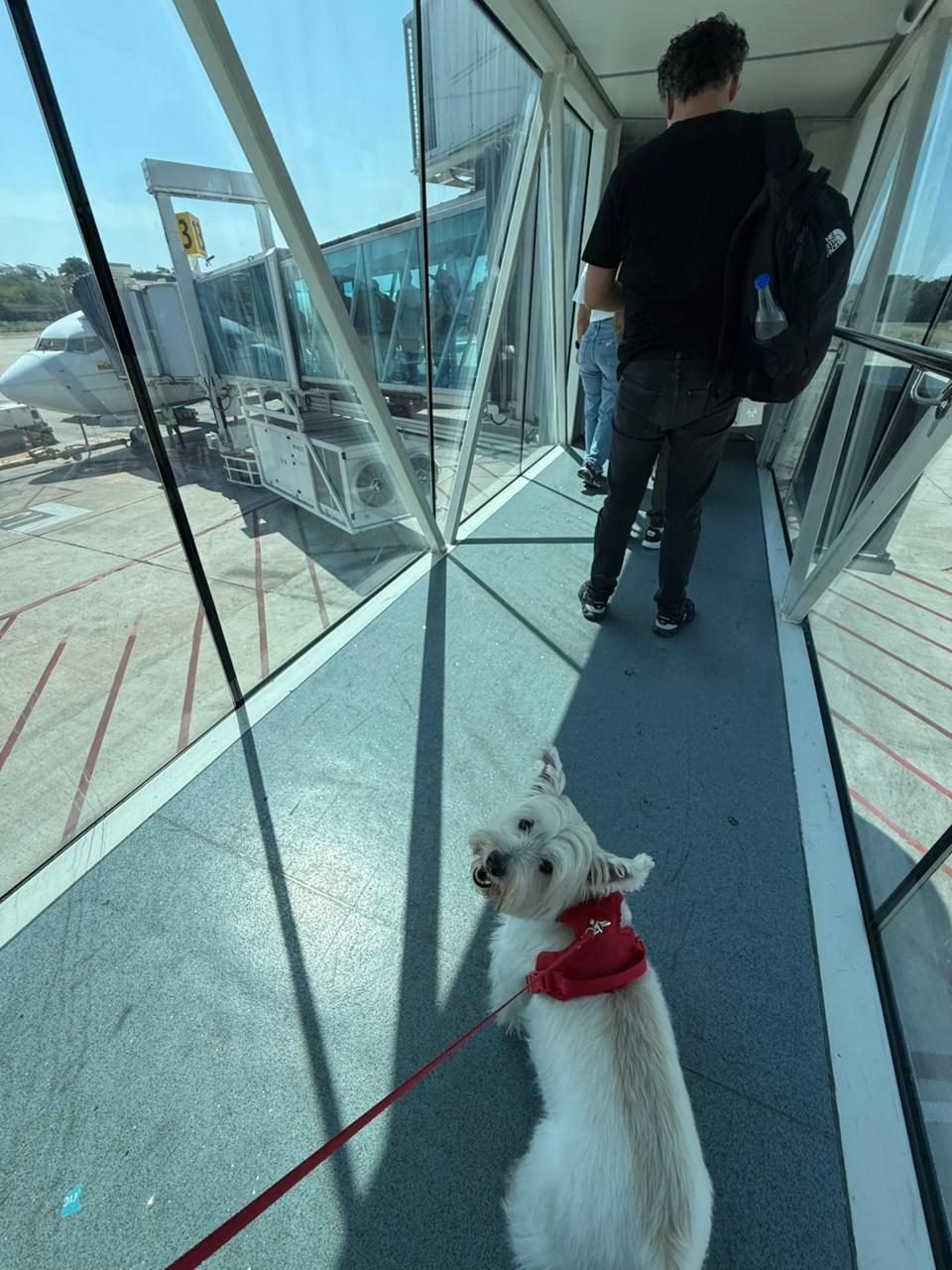 Perro pequeño esperando en el aeropuerto antes de volar a Canadá